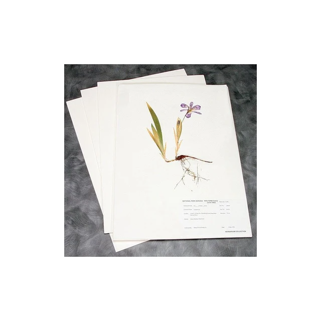 Herbarium monteringspapir, 292 x 419 mm 187 gr, 100 ark 