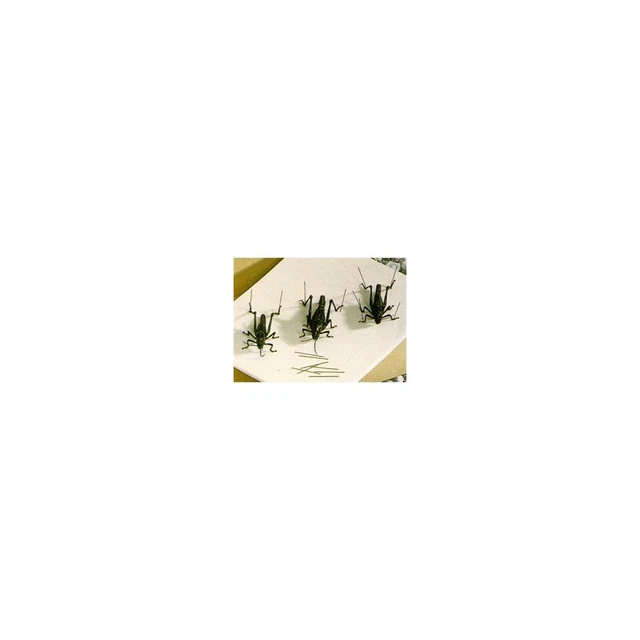 Entomology pins, 0,53 x 38 mm, blank rustfritt stål. 500-pk 